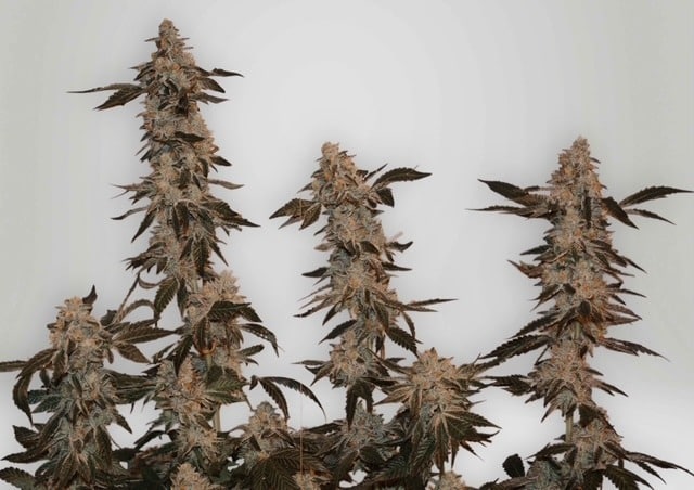 Cookies cannabis Cookies cannabis