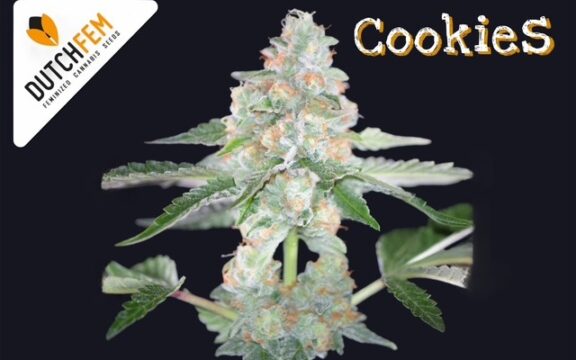Les origines, les saveurs et les effets des variétés de cannabis Cookies