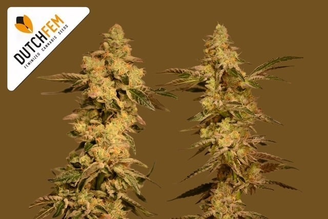 feminized seeds feminized seeds