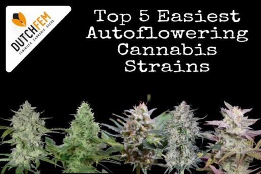 Die 5 einfachsten autoflowering Cannabissorten zum Anbauen