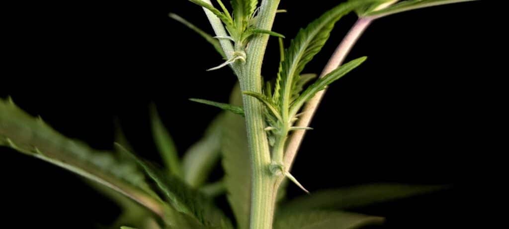 Nodes and internodes in cannabis plants Nodes and internodes in cannabis plants