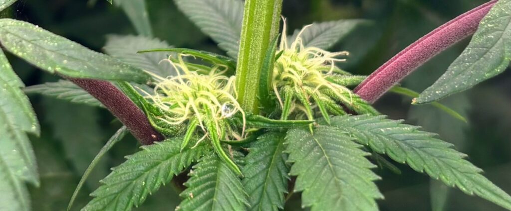 Nodes and internodes in cannabis plants Nodes and internodes in cannabis plants