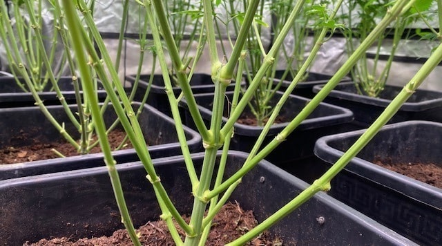 nodes and internodes in cannabis plants nodes and internodes in cannabis plants