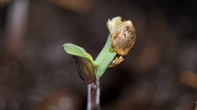 Να αφαιρέσετε το περίβλημα του σπόρου ή όχι; Να αφαιρέσετε το περίβλημα του σπόρου ή όχι;