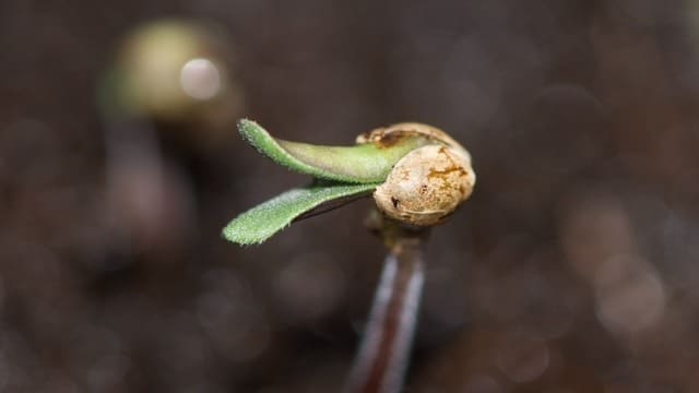 cannabis seeds cannabis seeds