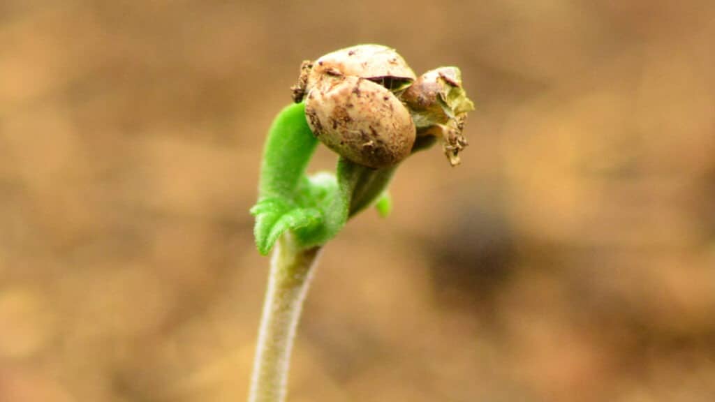 Να αφαιρέσετε το περίβλημα του σπόρου ή όχι; Να αφαιρέσετε το περίβλημα του σπόρου ή όχι;