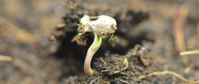 Να αφαιρέσετε το περίβλημα του σπόρου ή όχι; Να αφαιρέσετε το περίβλημα του σπόρου ή όχι;