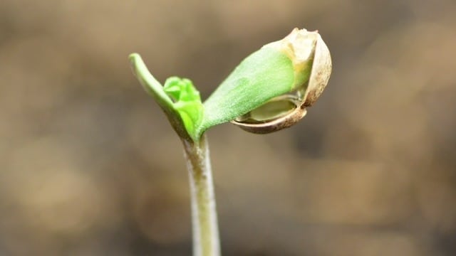 cannabis seeds cannabis seeds