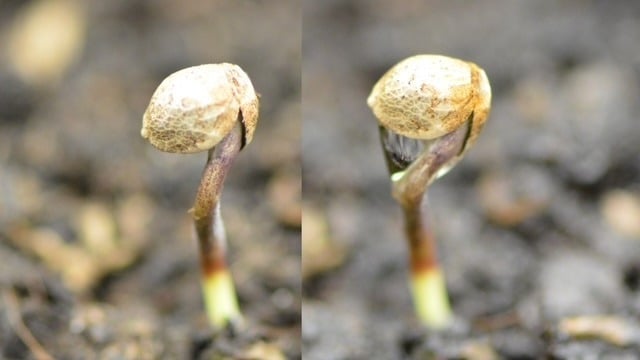 Να αφαιρέσετε το περίβλημα του σπόρου ή όχι; Να αφαιρέσετε το περίβλημα του σπόρου ή όχι;