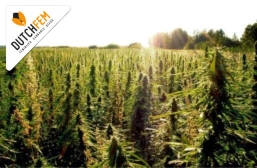 Καλλιέργεια κάνναβης σε εξωτερικούς χώρους με σπόρους κάνναβης