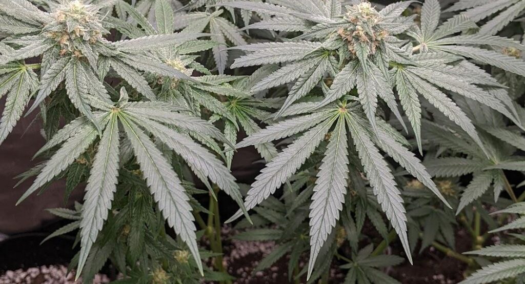 curled cannabis leavesWat veroorzaakt gekrulde cannabisbladeren?