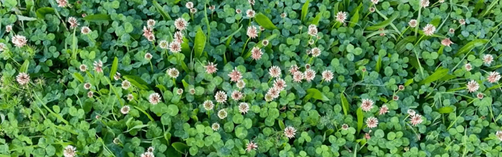 Καλλιέργεια κάνναβης χωρίς λιπάσματα Καλλιέργεια κάνναβης χωρίς λιπάσματα