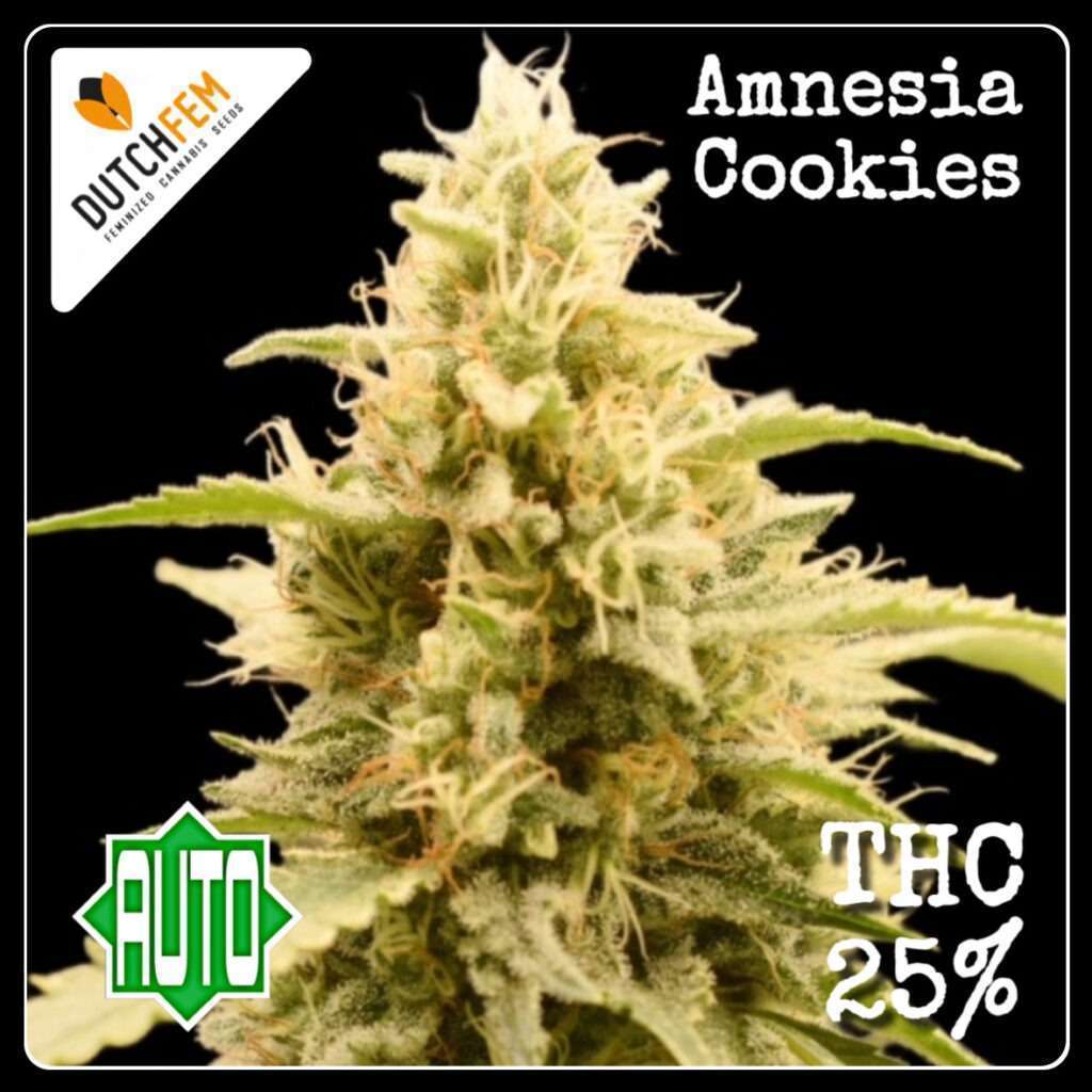 amnesia cookies