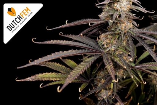 Was sind die Ursachen für gekräuselte Cannabisblätter?