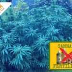 Coltivare la cannabis senza fertilizzanti: un approccio naturale alla coltivazione