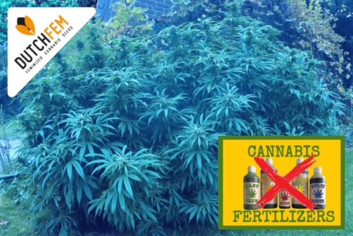 Cannabisanbau ohne Düngemittel: Ein natürlicher Ansatz für den Anbau