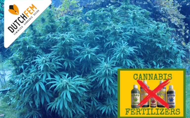 Cultivar cannabis sin fertilizantes: un enfoque natural del cultivo