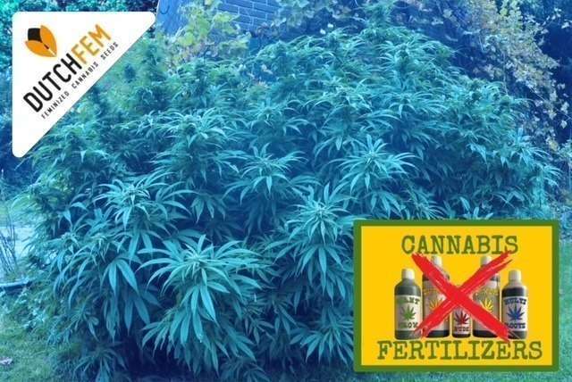 Cannabisanbau ohne Dngemittel - Dutchfem Seeds