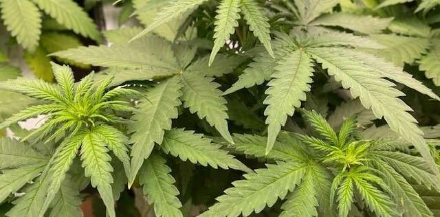 Προστατέψτε τα φυτά κάνναβης Προστατέψτε τα φυτά κάνναβης