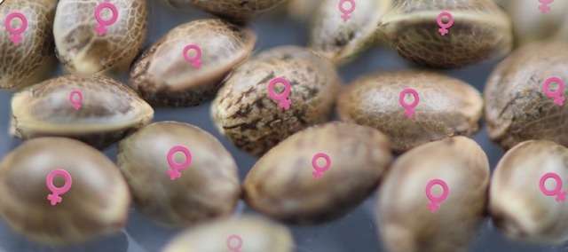 Making feminised cannabis seeds Making feminised cannabis seeds