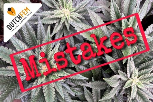 Die häufigsten Fehler beim Cannabisanbau