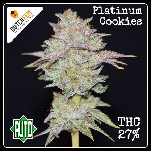 autoflower