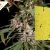 protect your cannabis plants Bescherm je wietplanten