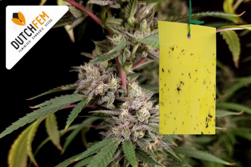 protect your cannabis plants Bescherm je wietplanten