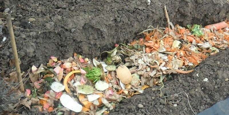 σπόροι κάνναβης σπόροι κάνναβης