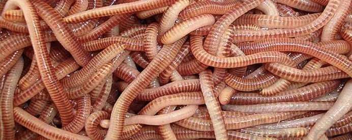 Καλλιέργεια κάνναβης χωρίς λιπάσματα Καλλιέργεια κάνναβης χωρίς λιπάσματα