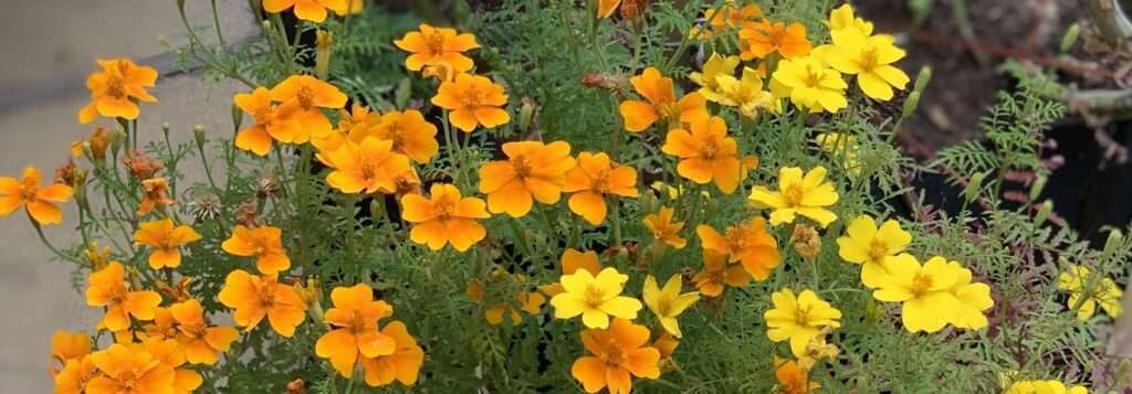 Καλλιέργεια κάνναβης χωρίς λιπάσματα Καλλιέργεια κάνναβης χωρίς λιπάσματα