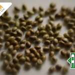 Making Autoflowering Cannabis Seeds –  A step-by-step Guide