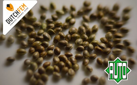 Making Autoflowering Cannabis Seeds –  A step-by-step Guide