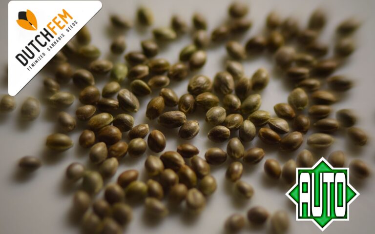 Fabriquer des graines à autofloraison – Un guide étape par étape