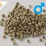 Making Regular Cannabis Seeds: A Simple Step-by-Step Guide