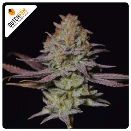 Mimosa Autoflowering - buy Dutchfem autoflowering cannabis