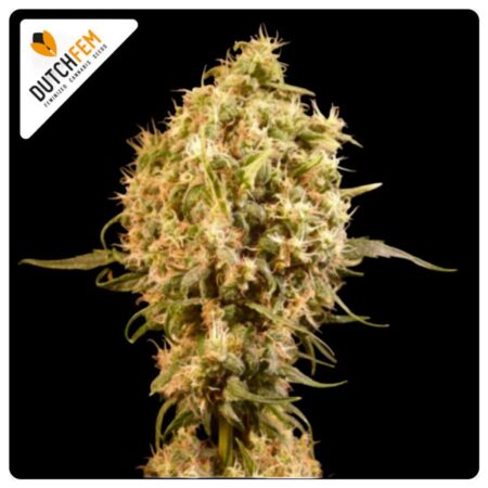 Mimosa Cherry Kush - Dutchfem feminized cannabis seeds buy