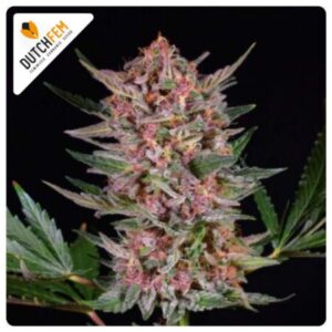 Purple OG Kush