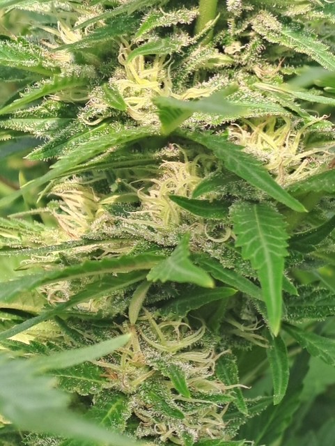cannabis flowers outdoors