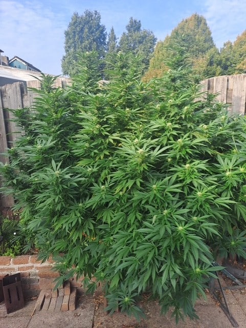 cannabis flower outdoor