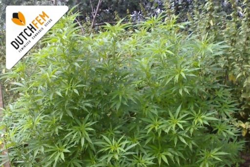 Wanneer bloeit cannabis buiten?