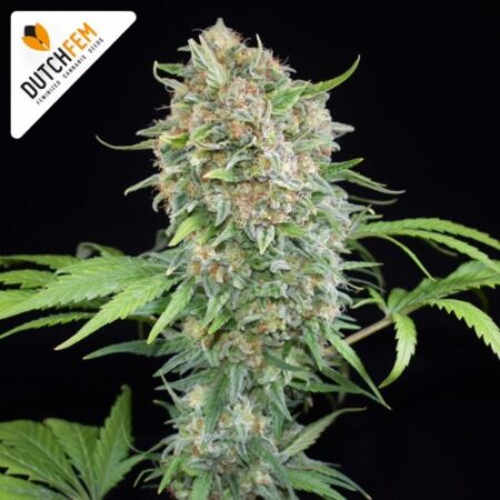 Gorilla Glue XL 2026