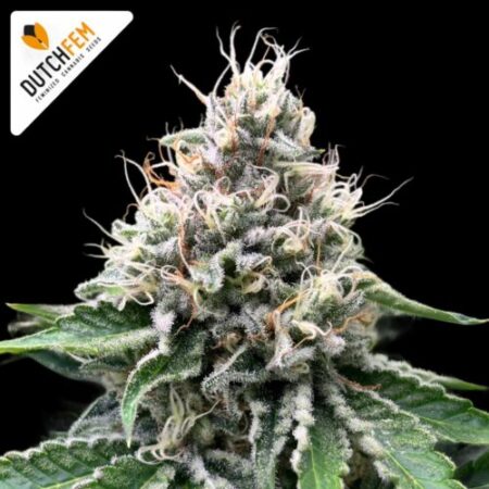 shiva lemon skunk regular